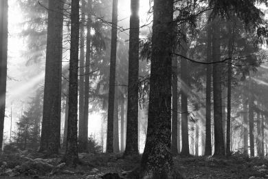Dieter Himmel: Zauber des Waldes